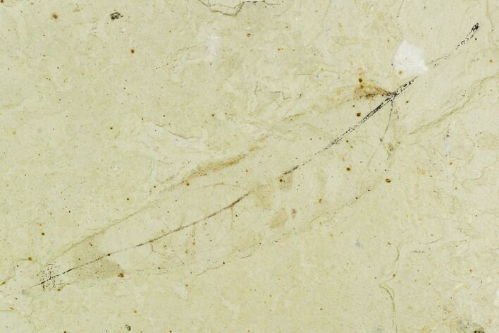 Fossil Leaf (Salix)- Green River Formation, Utah #111432